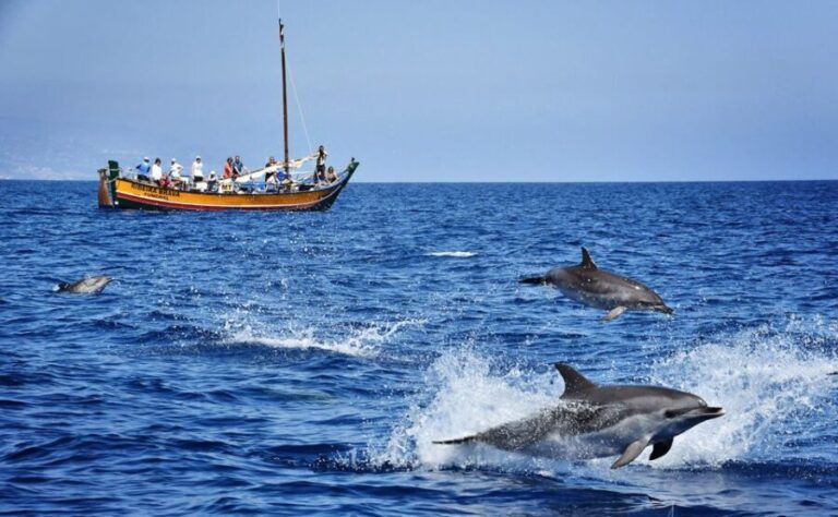 Madeira: Whale Watching Excursion in a Traditional Vessel - The Reality of Marine Sightings