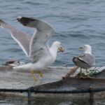 Madeira's Majestic South Coastal Wonders - Who Would Love This Tour?