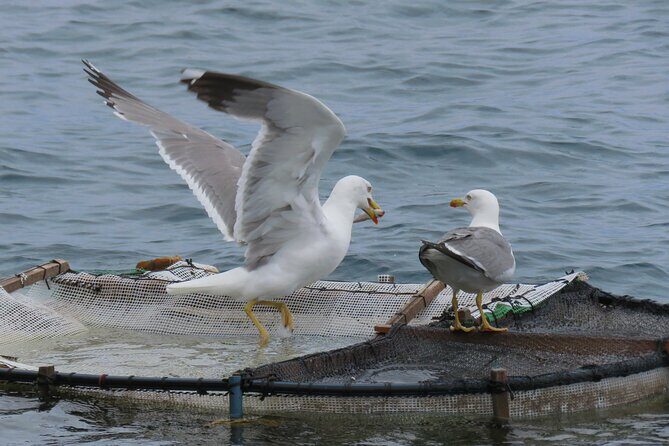 Madeira's Majestic South Coastal Wonders - Who Would Love This Tour?