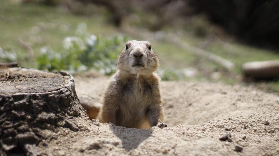 Madrid: Faunia Entry Ticket - Exploring the Main Ecosystems and Themed Areas