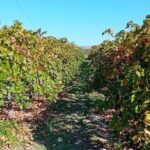 Madrid Wine Tour: Visit Two Wineries with Tastings - FAQ