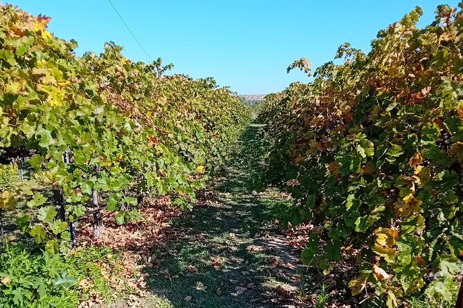 Madrid Wine Tour: Visit Two Wineries with Tastings - FAQ