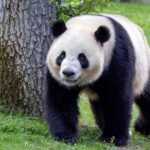 Madrid: Zoo Aquarium Madrid Ticket - Who Should Consider This Experience?