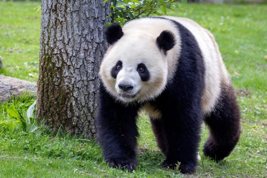 Madrid: Zoo Aquarium Madrid Ticket - Who Should Consider This Experience?