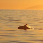 Magical Whales in the Midnight Sun | from Reykjavik - Wildlife and Scenery