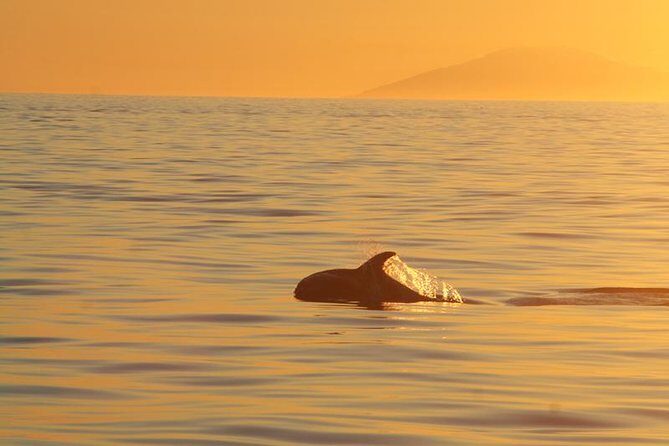 Magical Whales in the Midnight Sun | from Reykjavik - Wildlife and Scenery