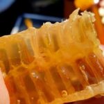 Magical World of Beekeeping on São Miguel Azores Private Tour - Key Points