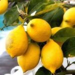 Maiori: Amalfi Coast Path of Lemons Day Trip with Tastings - Why This Tour Works Well