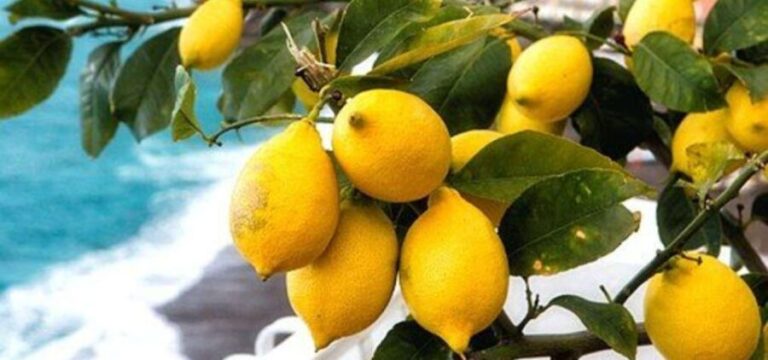 Maiori: Amalfi Coast Path of Lemons Day Trip with Tastings - Why This Tour Works Well