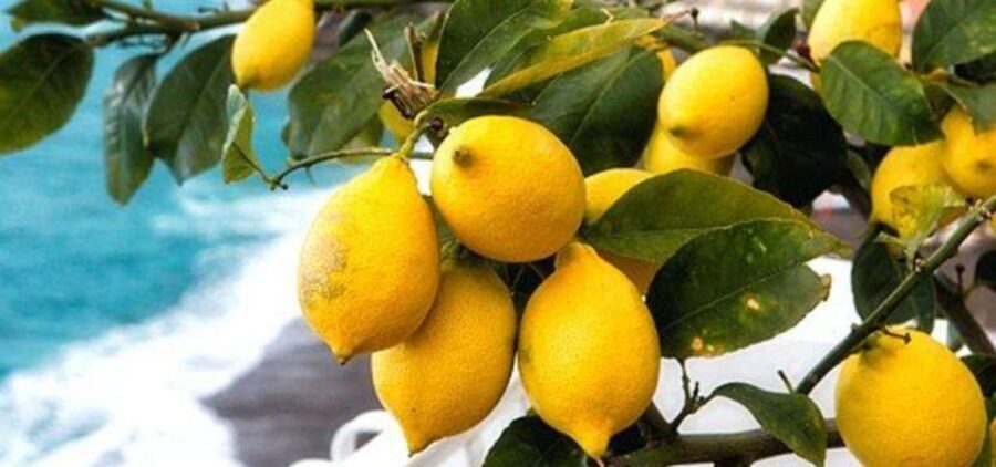 Maiori: Amalfi Coast Path of Lemons Day Trip with Tastings - Why This Tour Works Well