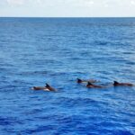 Mallorca: 3-Hour Afternoon Dolphin Watching Boat Tour - Who Will Love This Tour?