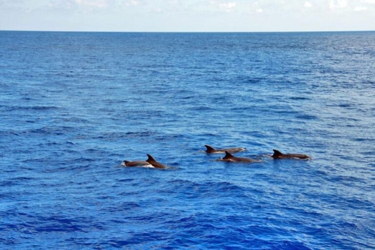 Mallorca: 3-Hour Afternoon Dolphin Watching Boat Tour - Who Will Love This Tour?