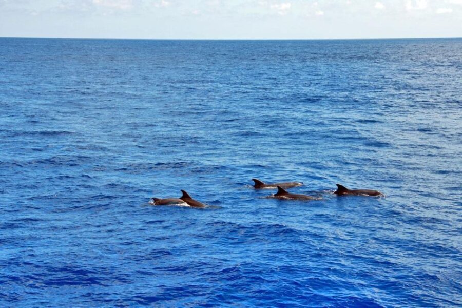 Mallorca: 3-Hour Afternoon Dolphin Watching Boat Tour - Who Will Love This Tour?