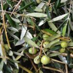 Mallorca Bodega & Olive Minibus Tour incl. Pick-up South Coast - Final thoughts