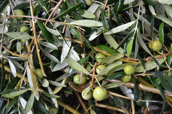 Mallorca Bodega & Olive Minibus Tour incl. Pick-up South Coast - Final thoughts