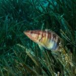 Mallorca: Discover Scuba Diving from the beach - The Itinerary – What You Can Expect