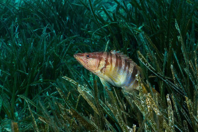 Mallorca: Discover Scuba Diving from the beach - The Itinerary – What You Can Expect