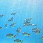 Mallorca PRIVATE Reservation*Scuba dive + photo/video - FAQ