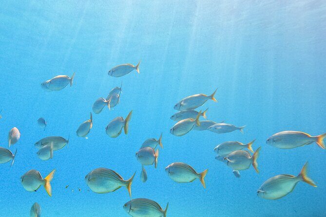 Mallorca PRIVATE Reservation*Scuba dive + photo/video - FAQ