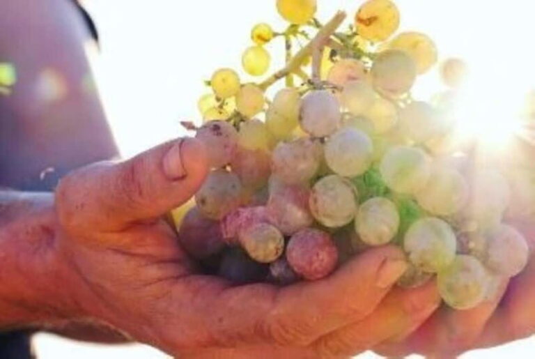 Mallorca: Sunset Wine Tasting Minibus Bodega Tour - The Value of This Experience