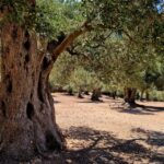 Mallorca: Tramuntana Mountains Tour with Local Guide & Lunch - The Detailed Itinerary & What You Can Expect