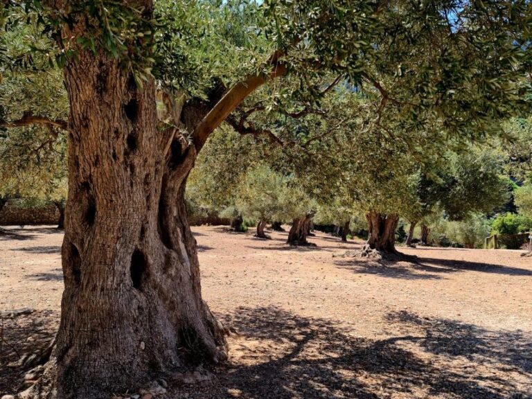 Mallorca: Tramuntana Mountains Tour with Local Guide & Lunch - The Detailed Itinerary & What You Can Expect