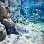 Malta National Aquarium Entrance Ticket - Detailed Breakdown of the Itinerary