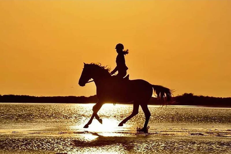 Manavgat Side: Horse Riding on the Beach and in the Forest - Transportation and Logistics