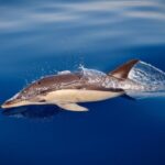 Marbella: Dolphin Watching Boat Tour - The Sum Up