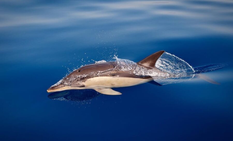 Marbella: Dolphin Watching Boat Tour - The Sum Up
