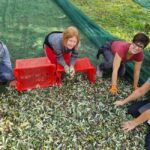 Maremma: Oil tasting with an aperitif of typical products - Who is this tour best for?