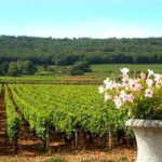 Marne: 2-Day Champagne Tour with Tastings and Lunches - An Inside Look at the 2-Day Champagne Tour