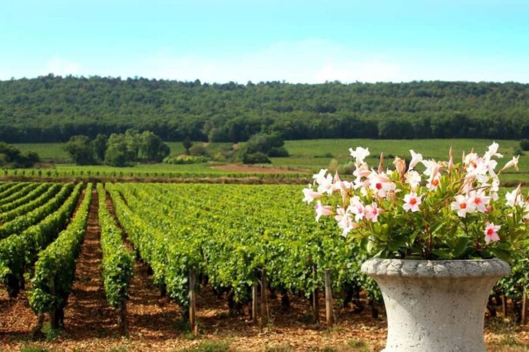 Marne: 2-Day Champagne Tour with Tastings and Lunches - An Inside Look at the 2-Day Champagne Tour