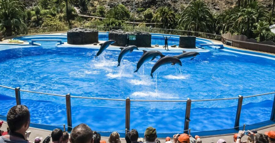 Maspalomas: Palmitos Park Ticket with Dolphin and Bird Shows - The Highlights: Shows and Unique Encounters