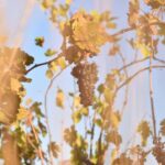 Massmamier La Mignarde : Wine Tasting - Who Is This Tour Best For?