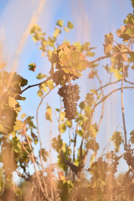 Massmamier La Mignarde : Wine Tasting - Who Is This Tour Best For?