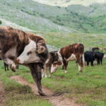 Mavrovo, Galicnik and Jovan Bigorski Monastery from Skopje - A Full Day in Nature and Heritage: What to Expect