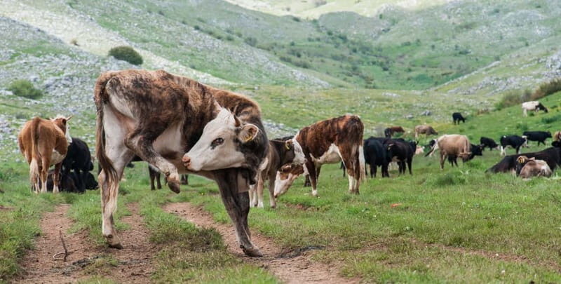 Mavrovo, Galicnik and Jovan Bigorski Monastery from Skopje - A Full Day in Nature and Heritage: What to Expect