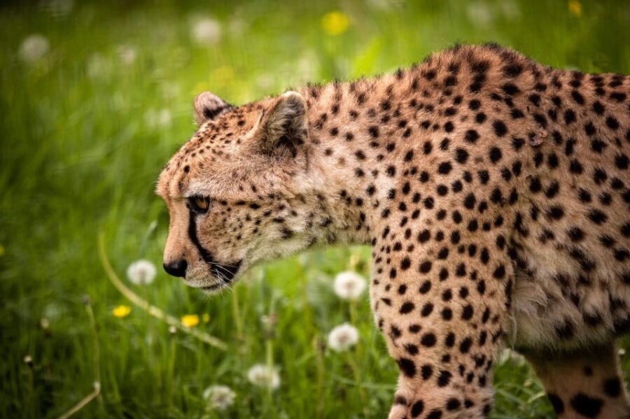 Mechelen: Planckendael ZOO Entry Ticket - The Animal Habitats and Exhibits