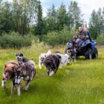 Meet 70 Huskies and Enjoy a short ATV Tour with the Huskies - What to Expect from the Husky and ATV Experience