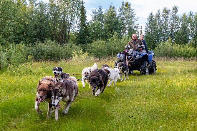 Meet 70 Huskies and Enjoy a short ATV Tour with the Huskies - What to Expect from the Husky and ATV Experience