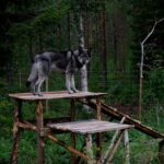 Meet Taivas & the Arctic Wolves - Private Tour - Final Thoughts