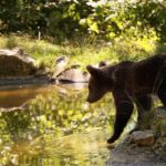 Meet the Bears & Visit Dracula Castle Day Tour from Bucharest - What Do Reviewers Say?