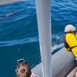 Meet the Lisbon Dolphins - Dolphin Watching in Lisbon - The Route and What You Can Expect