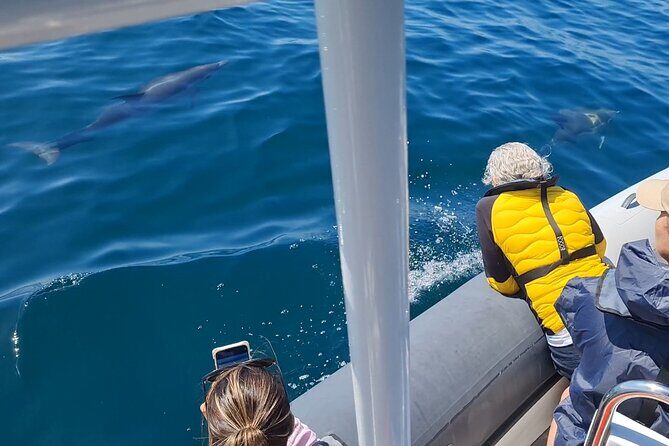 Meet the Lisbon Dolphins - Dolphin Watching in Lisbon - The Route and What You Can Expect