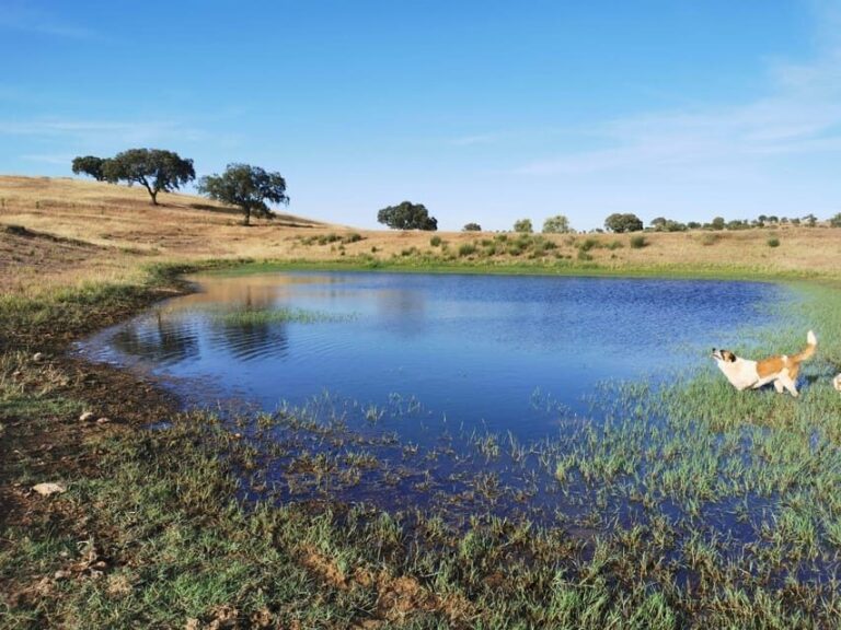 Mértola: Traditional Wine Tasting Experience - FAQ