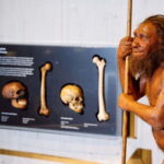 Mettmann: Neanderthal Museum Admission Ticket - Who Should Visit?