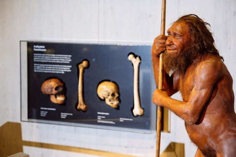 Mettmann: Neanderthal Museum Admission Ticket - Who Should Visit?