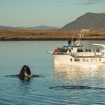 Midnight Sun Whale Watching from Reykjavik - FAQ: Practical Questions About the Midnight Sun Whale Watching Tour