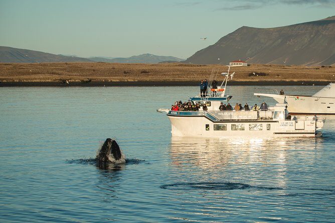 Midnight Sun Whale Watching from Reykjavik - FAQ: Practical Questions About the Midnight Sun Whale Watching Tour